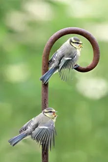 Sibling: Young blue tits (Parus caeruleus), Lower Saxony