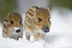Boar: Young boars (Sus scrofa) running in the snow, captive, G