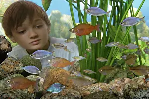 Tanks: Young boy watching fish in Aquarium