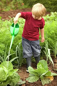 Allotment: Young boy - with watering can watering vegetable