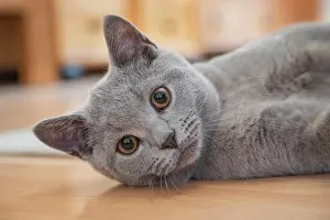 Tomcat: Young British Shorthair male, Germany, Europe