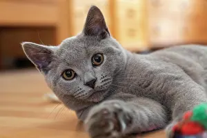Tomcat: Young British Shorthair male playing with the photographer