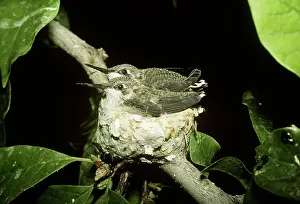 Selasphorus: Young Broad-tailed Hummingbirds in nest