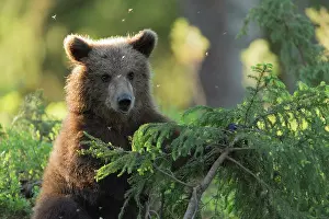 Kainuu: Young Brown Bear (Ursus arctos), Kainuu, Finland