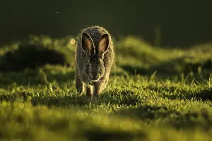 Leporidae: A young Brown Hare (Lepus europaeus) Leveret runs
