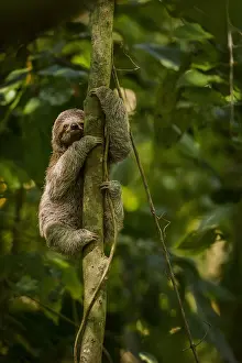 Variegatus: Young Brown-throated sloth (Bradypus variegatus)