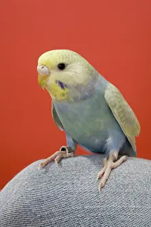 Undulatus: Young Budgie on Knee