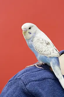 Undulatus: Young Budgie on Shoulder