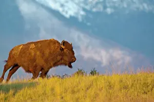 Mission: Young bull Bison in late light at the National