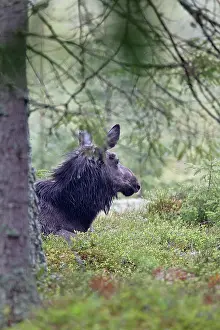 Vaestergoetland: Moose