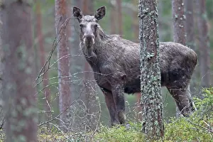 Vaaler: Moose