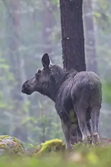 Hart: Moose