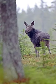 Vaestergoetland: Moose