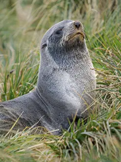 Dominance: Two young bulls playfighting. Antarctic fur seal on a beach