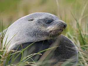 Dominance: Two young bulls playfighting. Antarctic fur seal on a beach