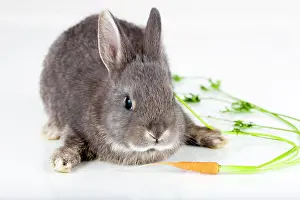 Carrot: Young bunny with carrot, Marburger Feh rabbit breed