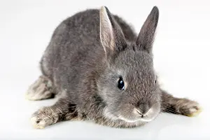 Singly: Young bunny, Marburger Feh rabbit breed
