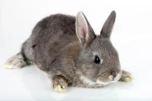 Singly: Young bunny, Marburger Feh rabbit breed