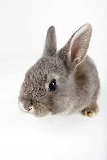 Outs: Young bunny, Marburger Feh rabbit breed
