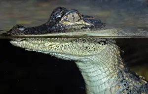 Caimans: Young Caiman at the surface showing different refractive