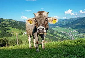 Brixen: Young calf (Bos primigenius taurus) on a mountain