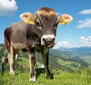 Brixen: Young calf (Bos primigenius taurus) on a mountain