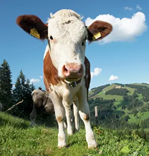 Brixen: Young calf (Bos primigenius taurus) on a mountain
