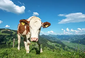 Brixen: A young calf (Bos primigenius taurus) on a mountain