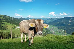 Brixen: Young calf (Bos primigenius taurus) on a mountain