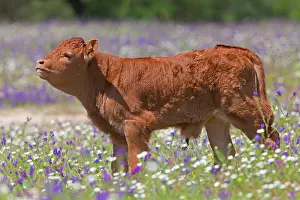 Bullock: Young calf in a flower meadow