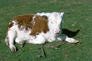 Taurus: Calf