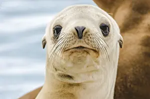 Monterey: Young California sea lion (Zalophus californianus)
