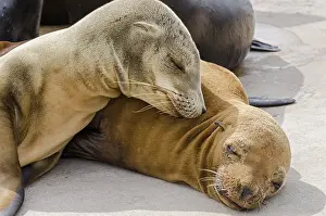 Monterey: Young California sea lion (Zalophus californianus)