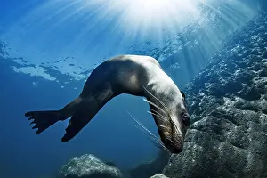 Californianus: Young California sea lion (Zalophus californianus)