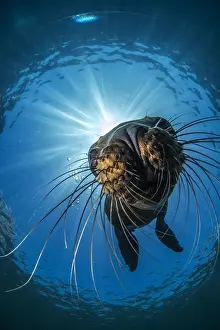 Californianus: Young California sea lion (Zalophus californianus)