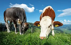 Taurus: Young calves (Bos primigenius taurus) graze on a