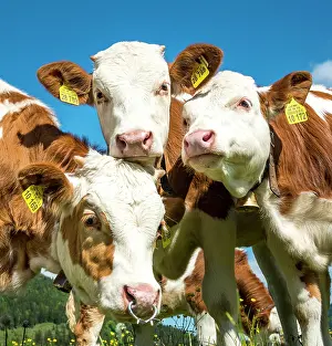 Taurus: Three young calves (Bos primigenius taurus) look