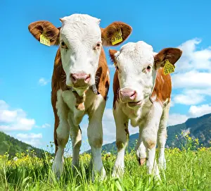Taurus: Two young calves (Bos primigenius taurus) standing