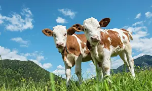 Taurus: Two young calves (Bos primigenius taurus) standing