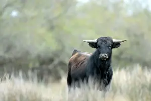 Blacks: Young Camargue bulls Camargue France