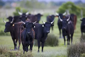 Unsharp: Young Camargue bulls in pasture Camargue France