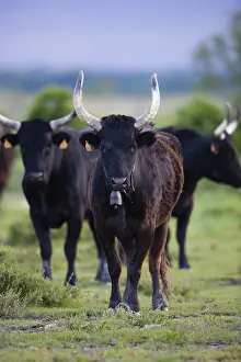 Unsharp: Young Camargue bulls in pasture Camargue France