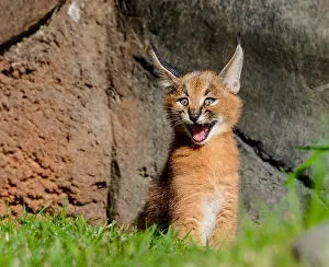Grassl: Young Caracal Kitten (Caracal caracal) calling for