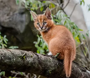 Grassl: Young Caracal Kitten (Caracal caracal). Caracals