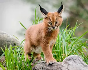 Grassl: Young Caracal Kitten (Caracal caracal). Caracals