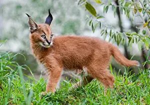 Grassl: Young Caracal Kitten (Caracal caracal). Caracals