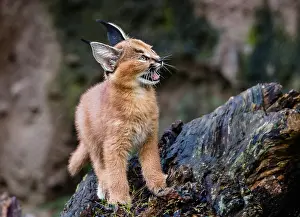 Grassl: Young Caracal Kitten (Caracal caracal). Caracals