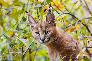 Grassl: Young Caracal Kitten (Caracal caracal). Caracals