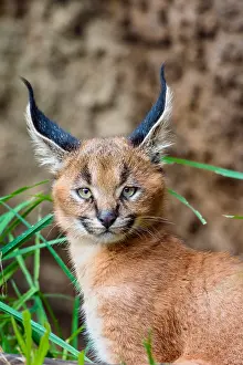 Grasslan: Young Caracal Kitten (Caracal caracal). Caracals