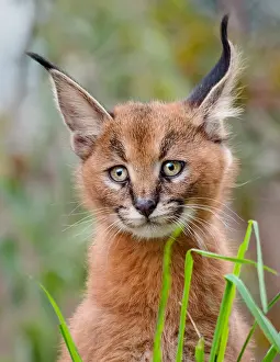 Pat And Tom Leeson (new Material): Young Caracal Kitten (Caracal caracal). Caracals
